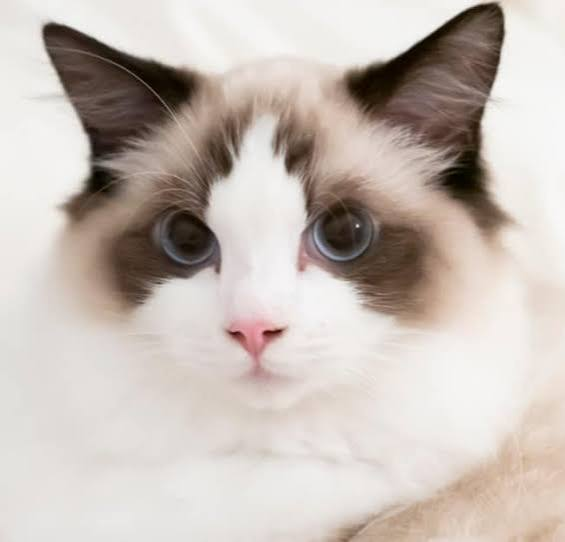 Ragdoll cat