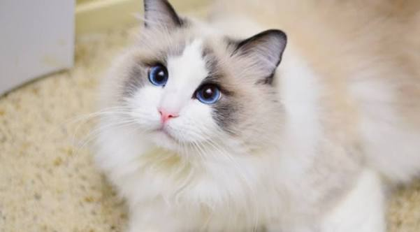 Ragdoll història