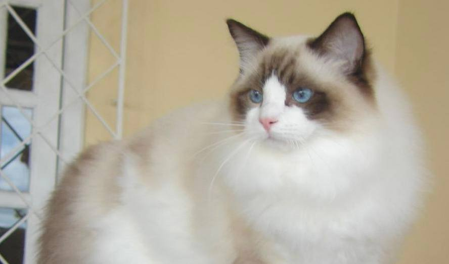 Ragdoll aspecte