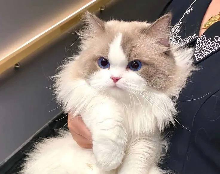 Ragdoll personalitat