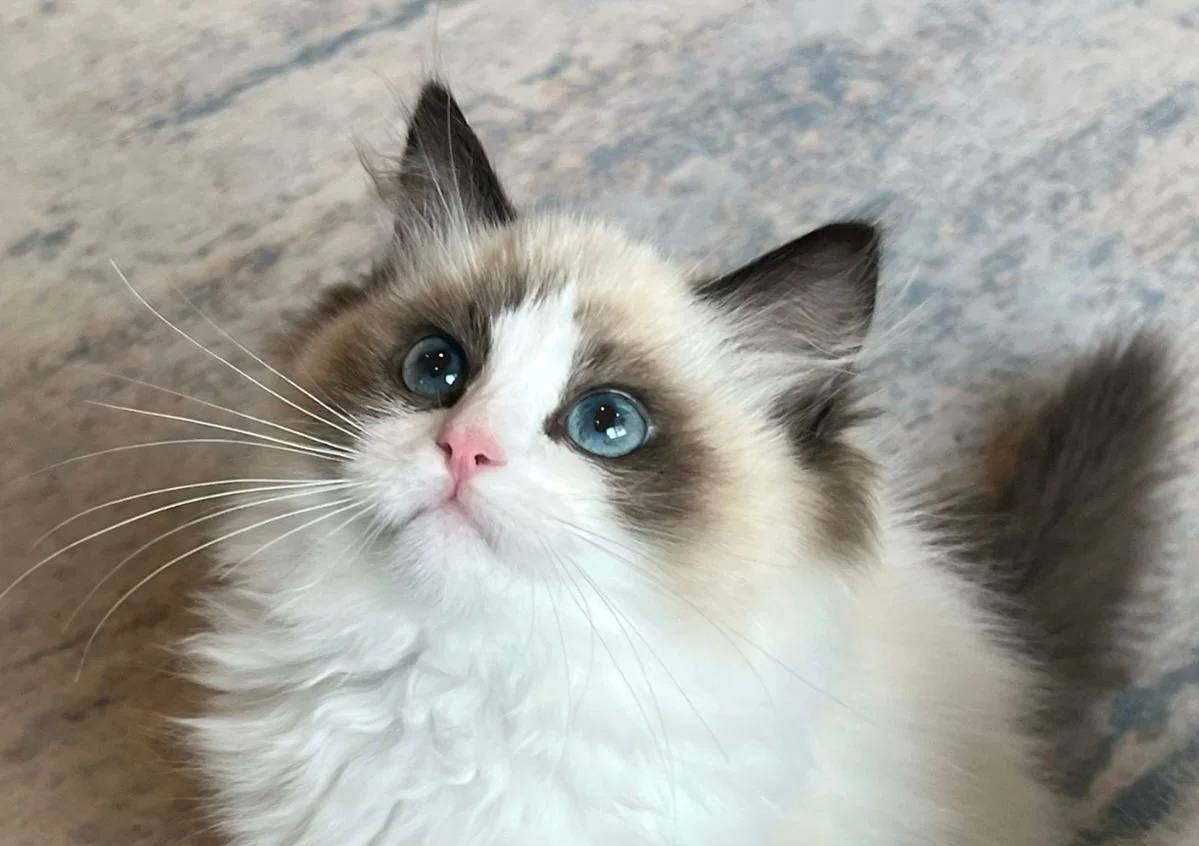Ragdoll cura